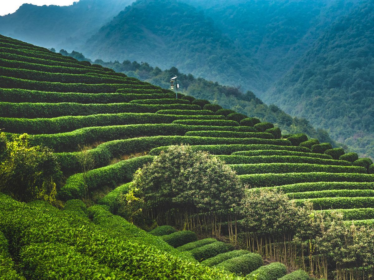 Longjing Tea Guide: How to Choose, Brew, Store, and Understand Dragon Well Tea