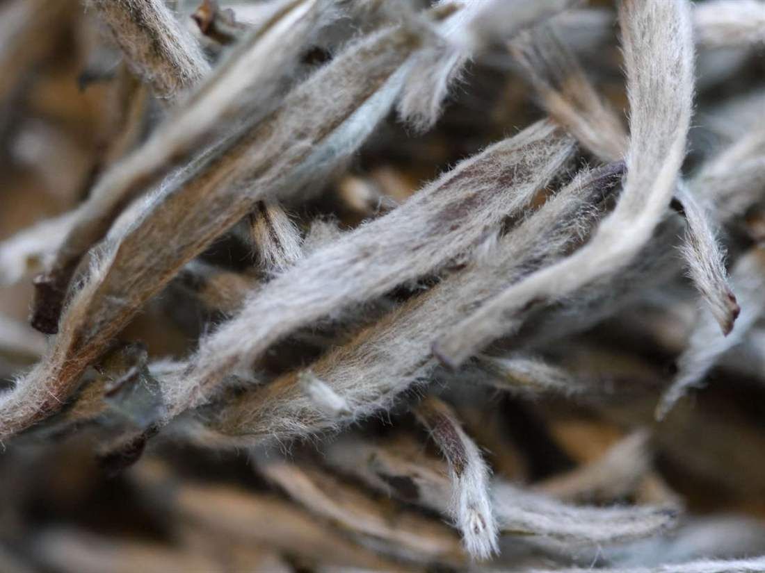 Baihao Yinzhen Guide: Why Silver Needle White Tea Is Expensive, Delicate and Often Misunderstood