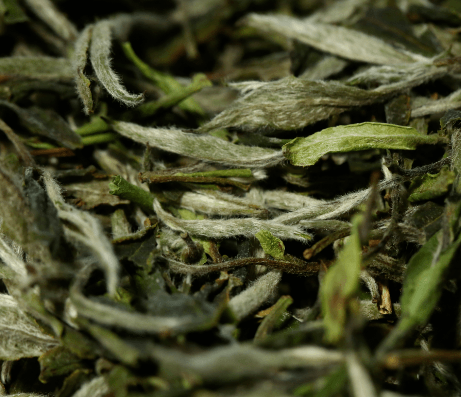 What Is White Tea? A Beginner’s Guide to Flavor, Styles, Standards, and Storage
